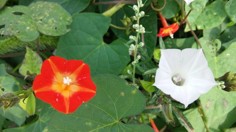 2462C53E57D60874294894