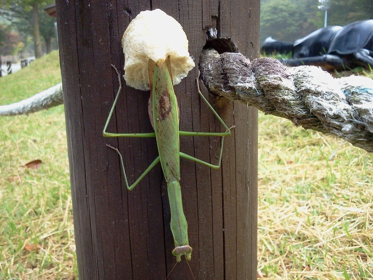 15299745506E715932CAE1