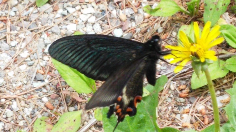 247AD04559300A28066C3C