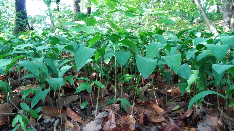 245FAC49572929C01F4F36