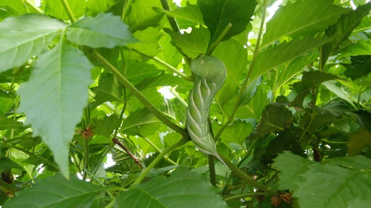 214DB93C57BFDE3C37CA72