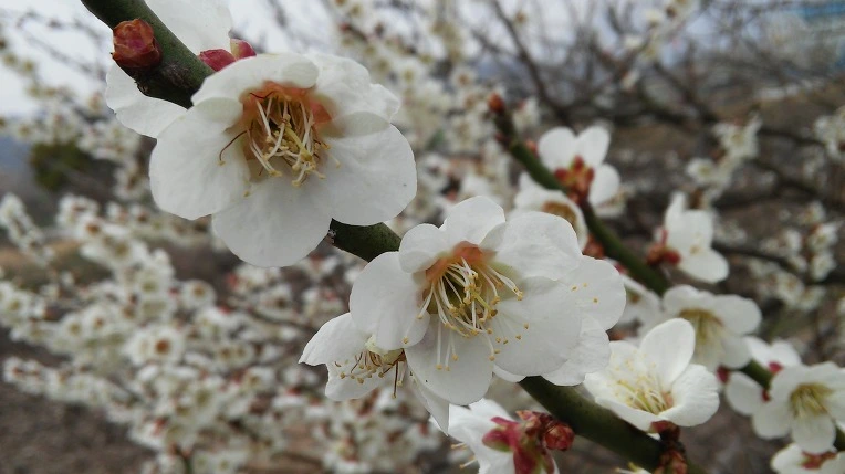 27563048570231552FF5A1