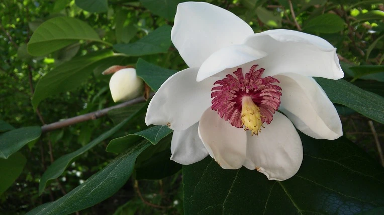 994EA14C5CF6102A17E34C