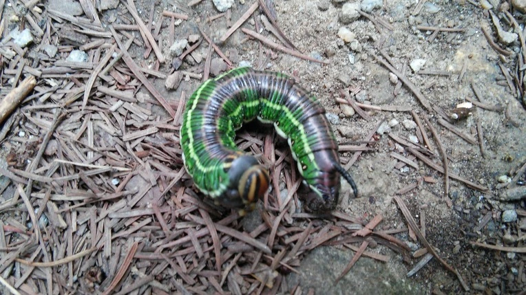 222D293F55D6818C15A791