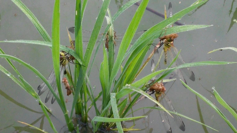 237519345758ED650A6A3F