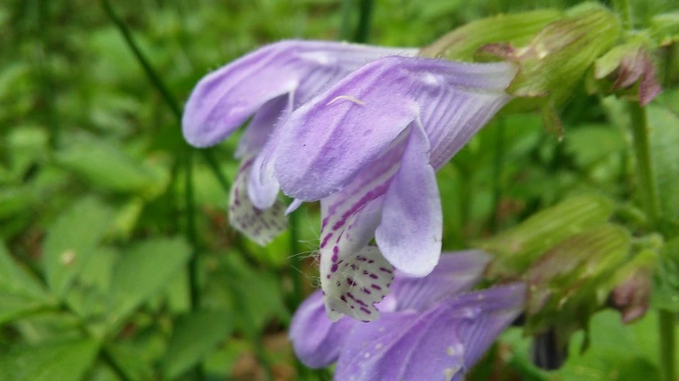 2352D53559155DD90228E5