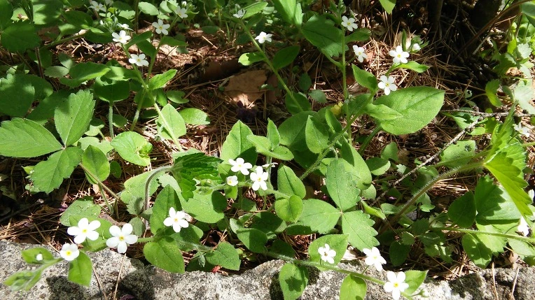 253F7E405908E4C7270215