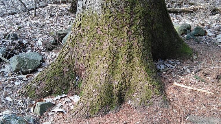 24261F4256EDE536073A28