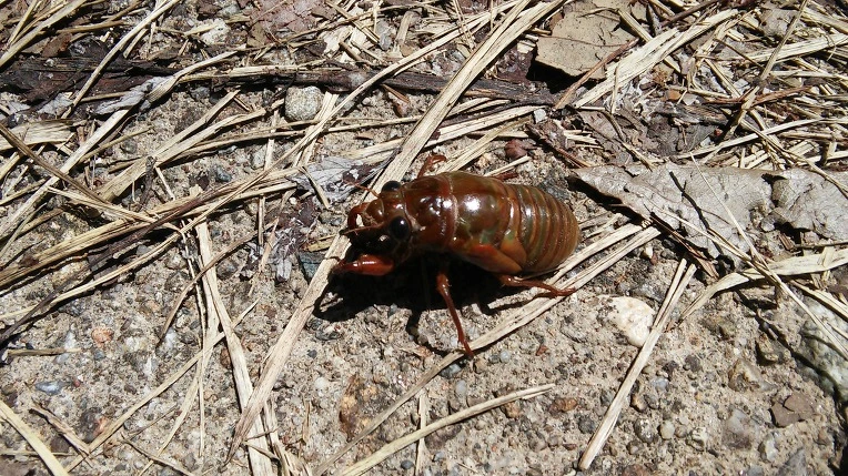 9992F1335987928417577B