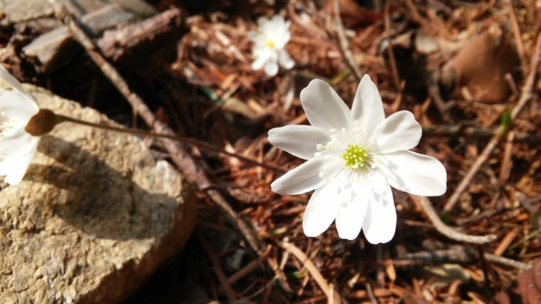 223A5C3558F1759607832B