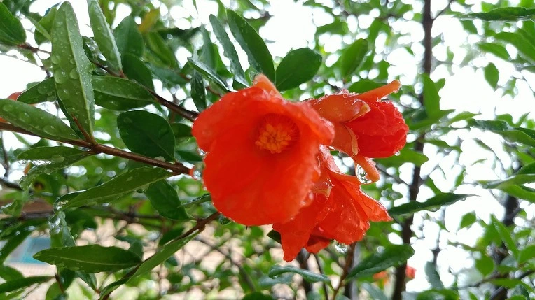 99BA09465D46829F03C987