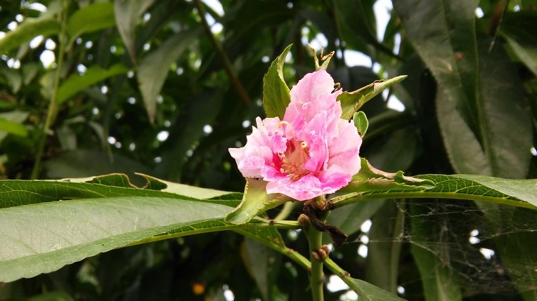 277C534357BCECA503654B