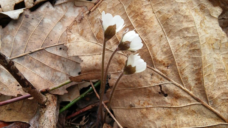 232406415524DC4F3103D8