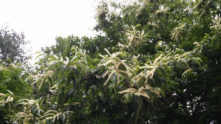 277C4C39575E518D35F332