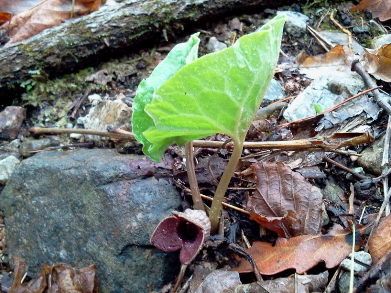 161D2D394DB66819372B8D