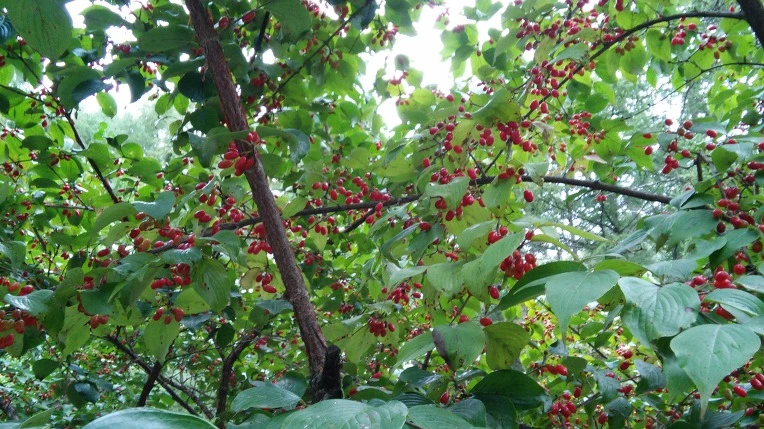 2149E53B56197987026158