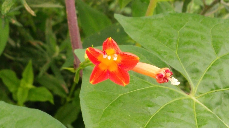 267BFA49579FEDDB13D546