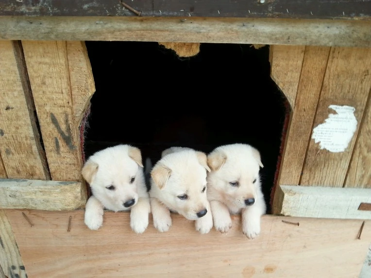 232E293C51D9F53D330B09