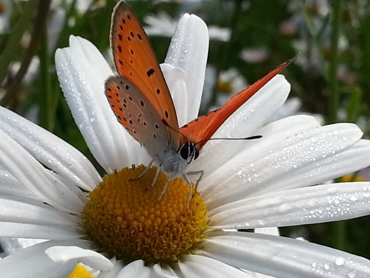 216FBC4C58089A2507EAC4