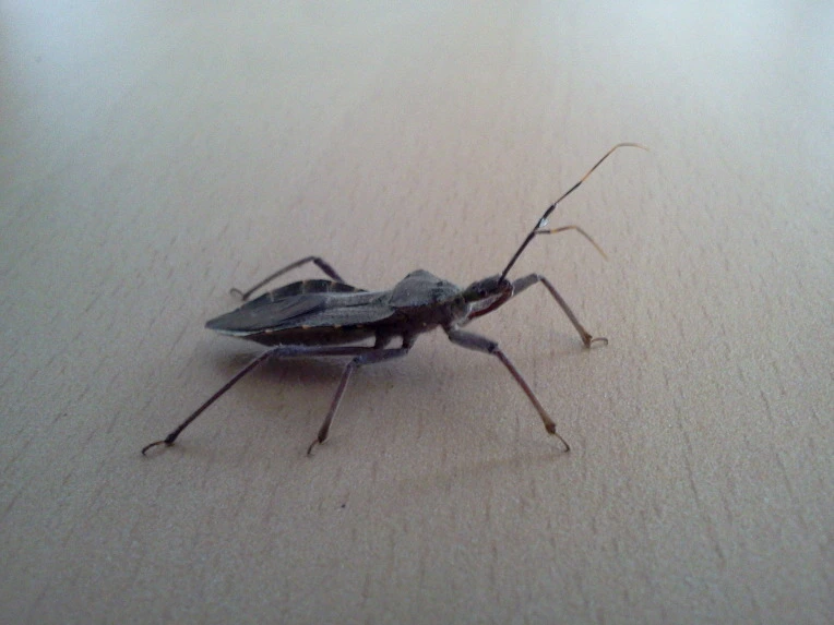 191DD73E4F9E3BEB3C723B