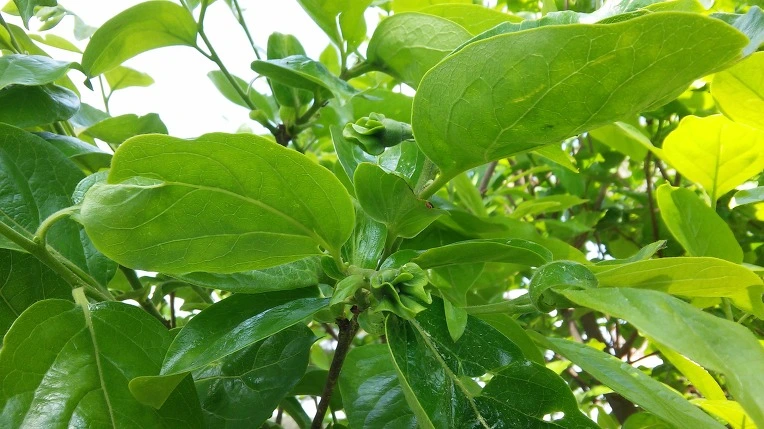 231C6833573A59EC1A366C