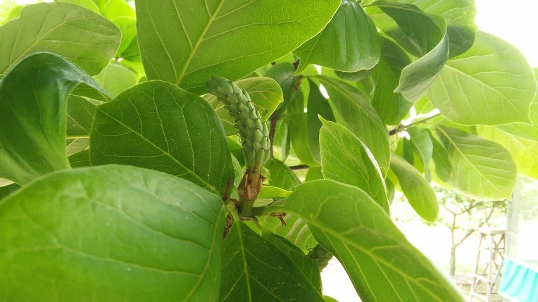 2648D03B575B7BA827DA81