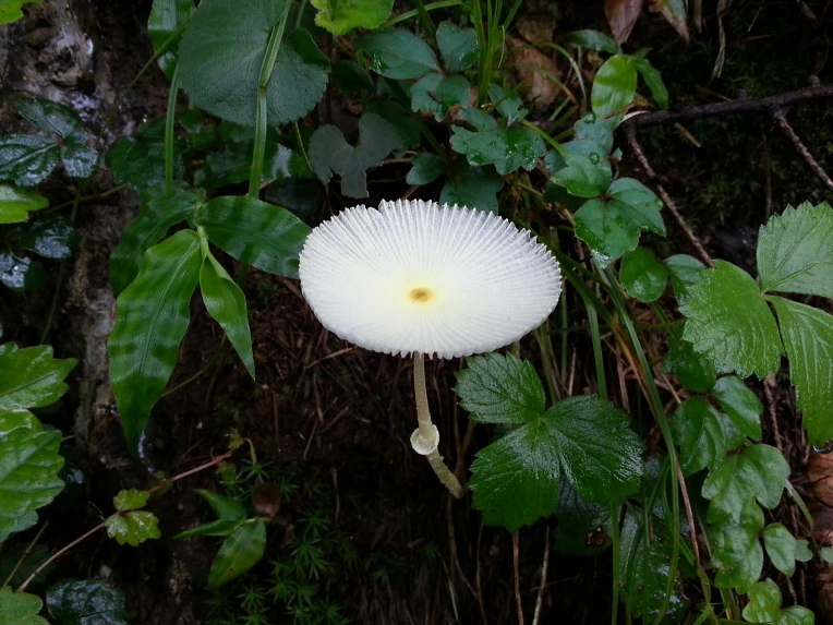 257A22375533881D24CD83