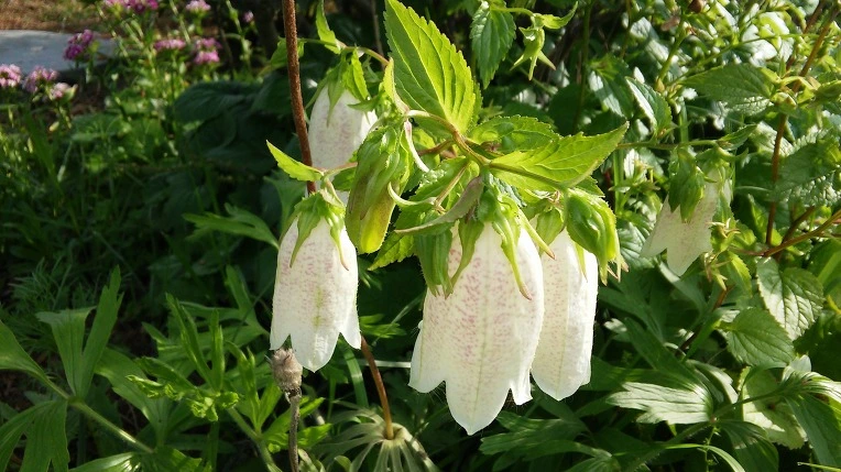 2160F633574A181B0D24C8