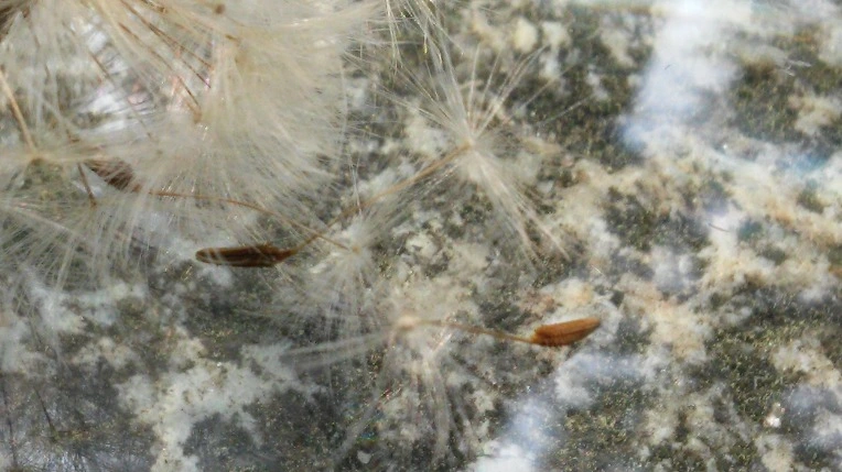 2664134A592A64AF095DF9