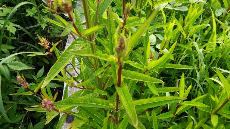 23617C38575A1EE018189C