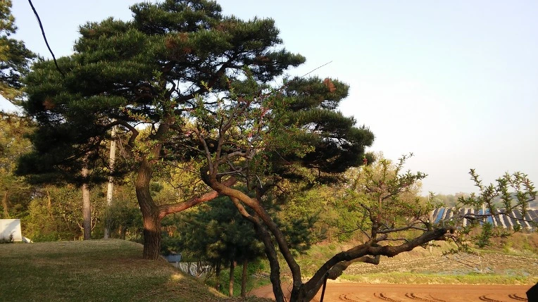 231E1D34571E9C272ED4CE