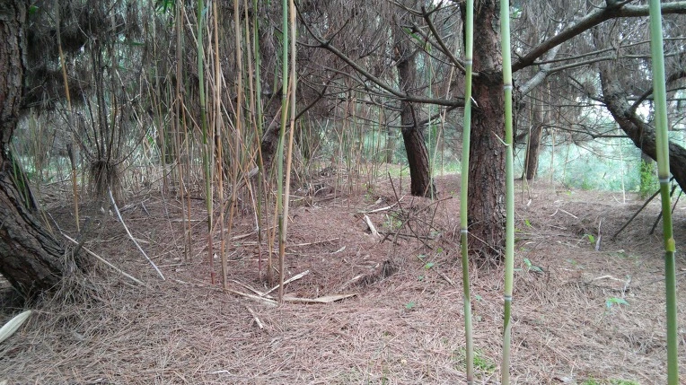 250959375747BA4907C695