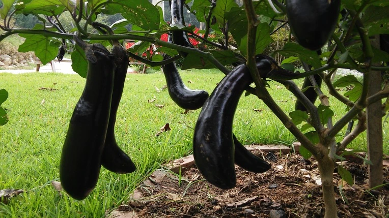 26614C3357E767BF1373BB