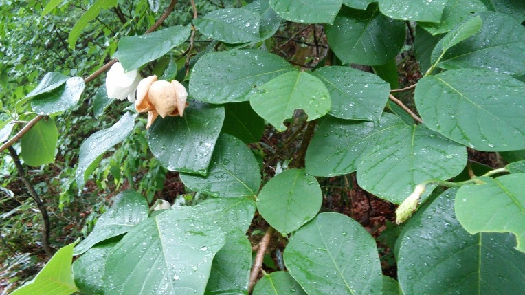 999C424C5CF6102D21A7AF