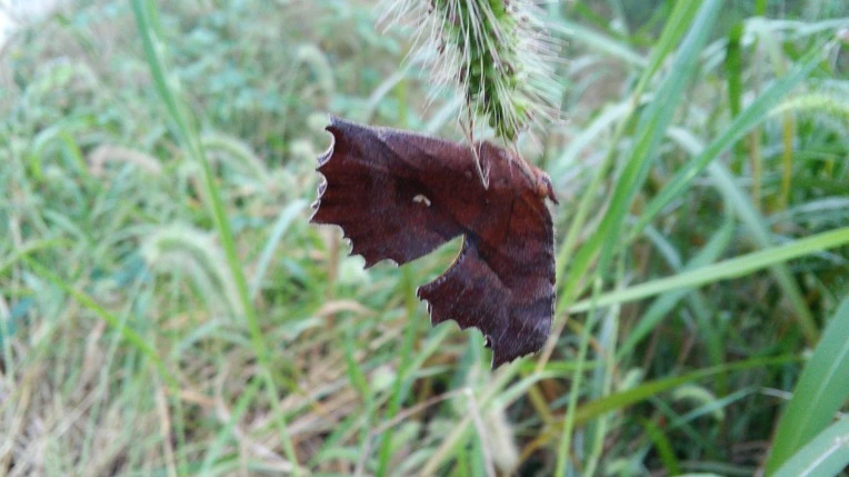 217A074457D659DE284CEB