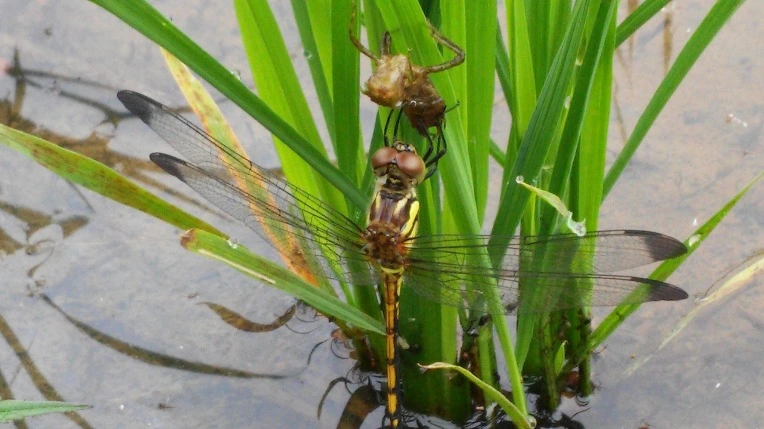 261F0E47575E53DE3216A7