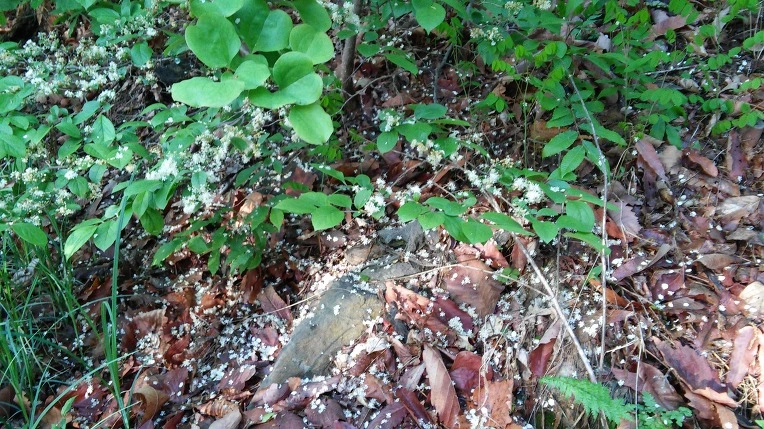 25082F4B57292CF31FC8DC