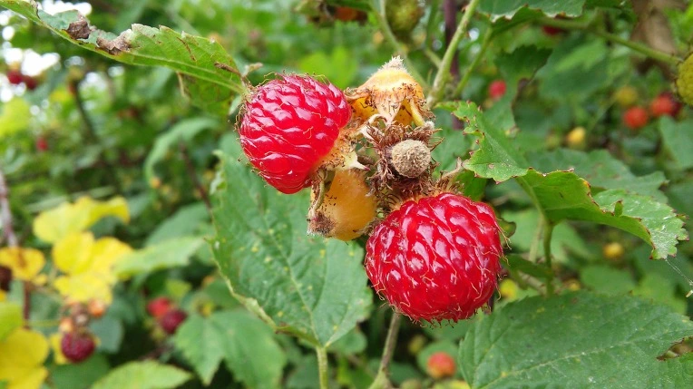 22093039575E51F52B8835