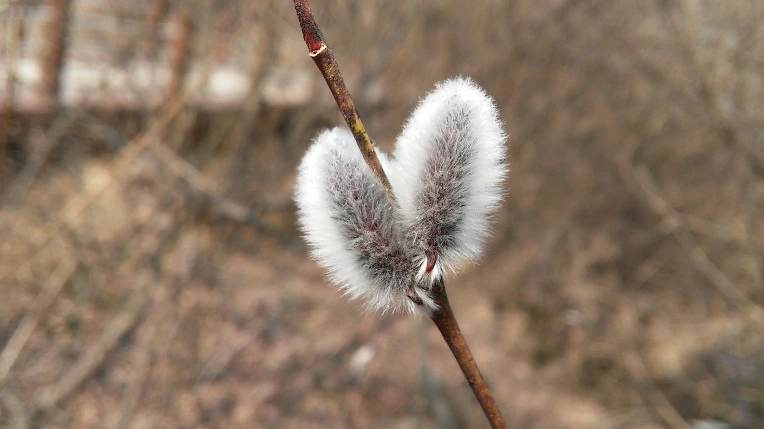 2720153858CDACD12485C5