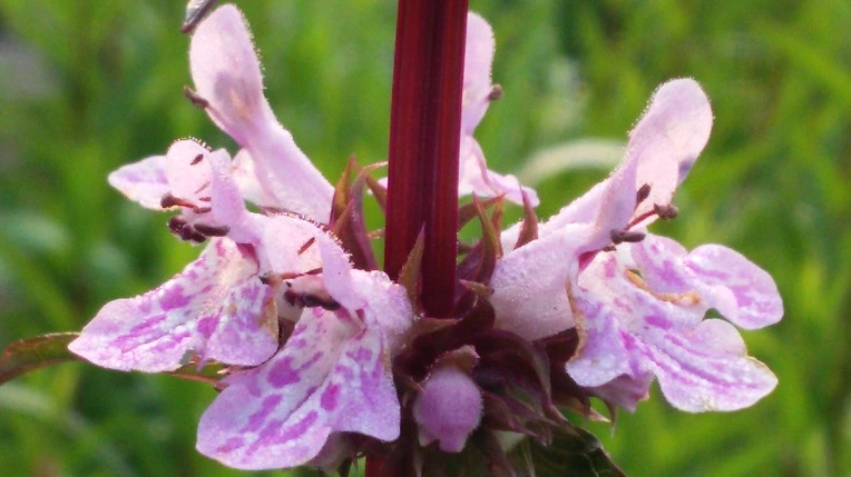 275D7438575A1EC71B5599