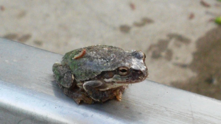 250DB8505771F3FD2DE758