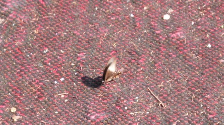 2310ED4555C1ABB00A5EF5