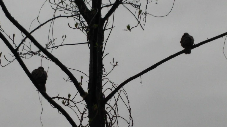 2659E74957059CF4345443