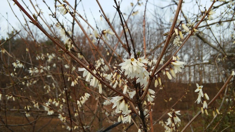 25519B4056FC8BFB392276