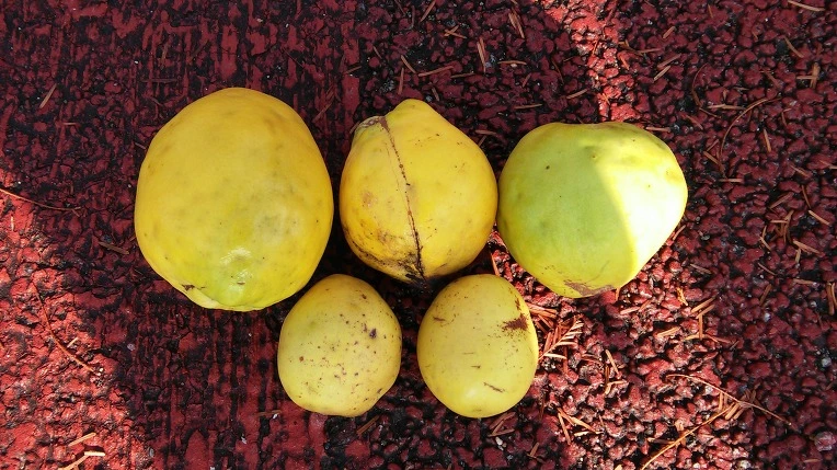 21258C385666B7B92602ED