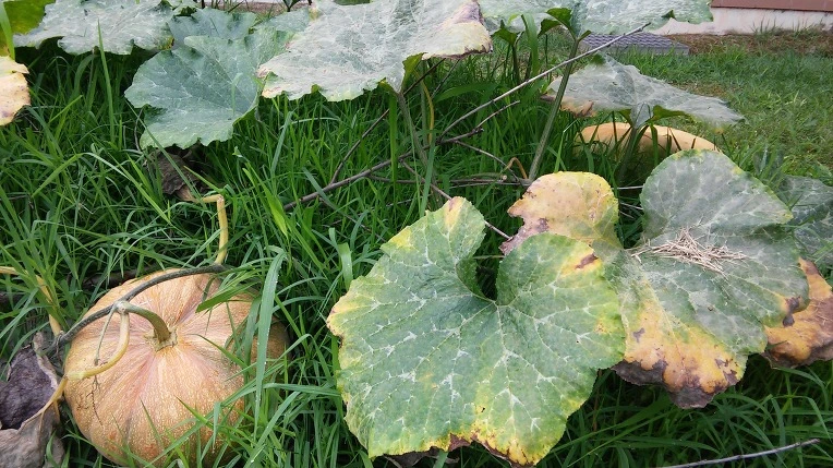 242E303C5796DCB70D9793