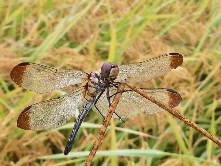 243FE634542419CD264225