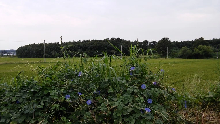 2157394257BCEB0C39B4FA