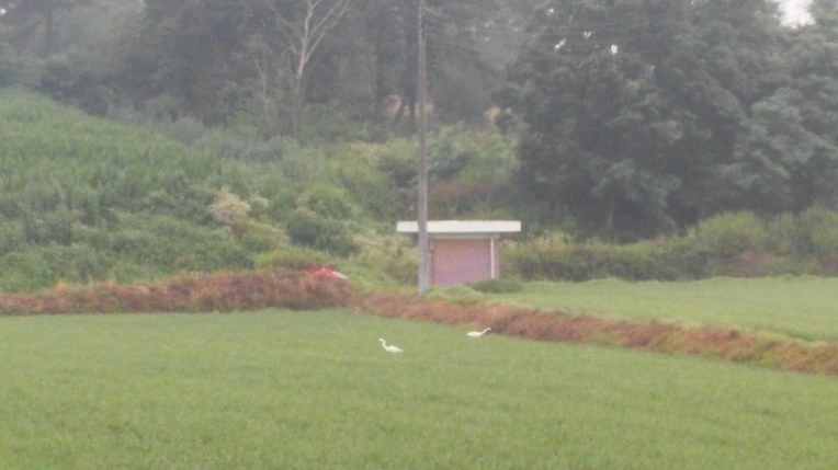 245AA54357707195311C43