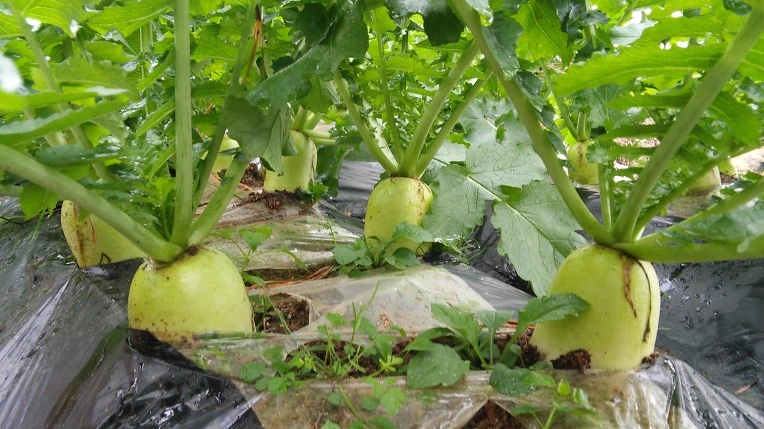 25664F3F58217A8D01D0F9